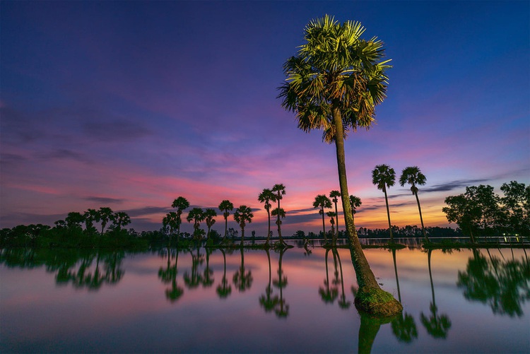 Take in the palm trees of Vietnam’s An Giang Province during flood season