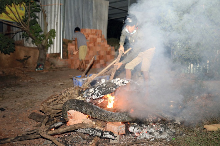 Python supposedly kills man in southern Vietnam