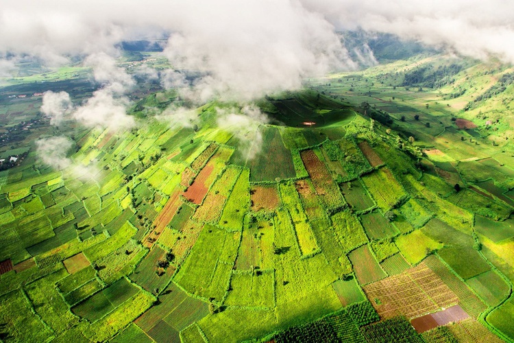 Wild sunflower fest kicks off in Vietnam’s Central Highlands