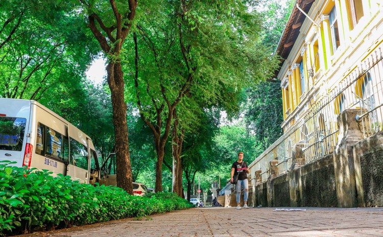 Tamarinds an integrated part of Saigon