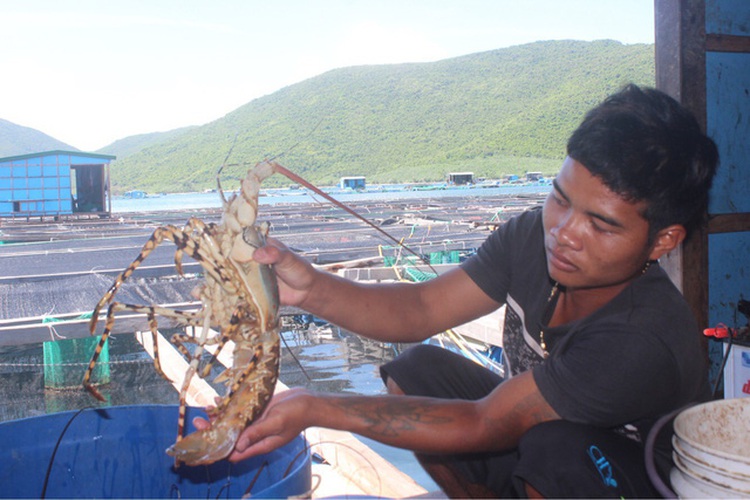 Toxic algae allegedly take toll on aquatic farms in south-central Vietnam