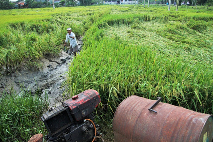 Farmers rescue rice paddies following storm in Vietnam’s Mekong Delta
