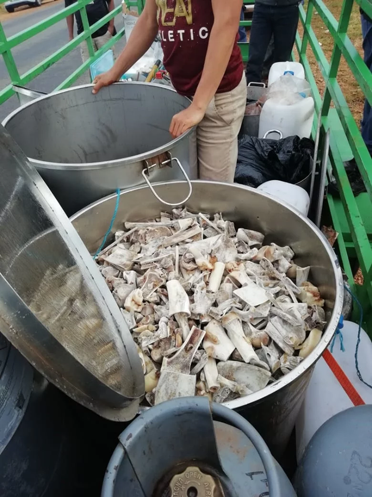 Six Vietnamese stand trial in S. Africa for alleged links to lion bone smuggling syndicate