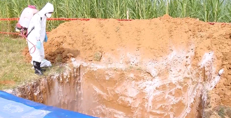 Vietnam steps up measures to prevent African swine fever