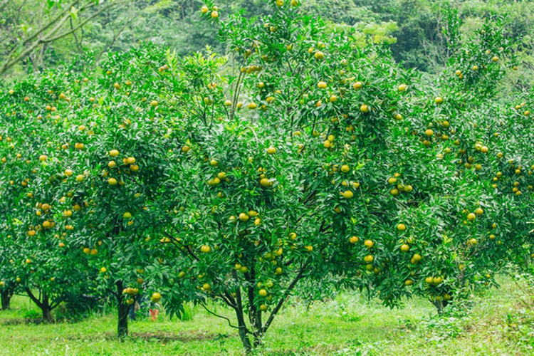 Picking ripe mandarin oranges at orchards in northern Vietnam