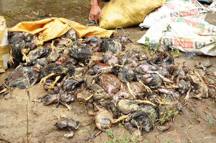 Farmers reel from mass livestock death after severe floods rack central Vietnam