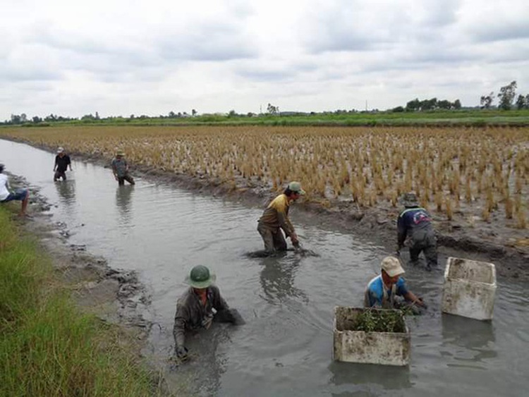 Southern Vietnam faces severe saline intrusion