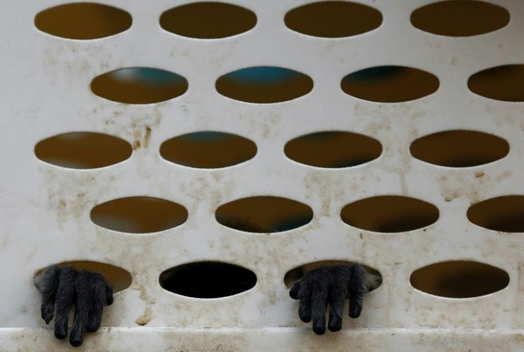 Six men arrested in Vietnam for killing, eating endangered monkey