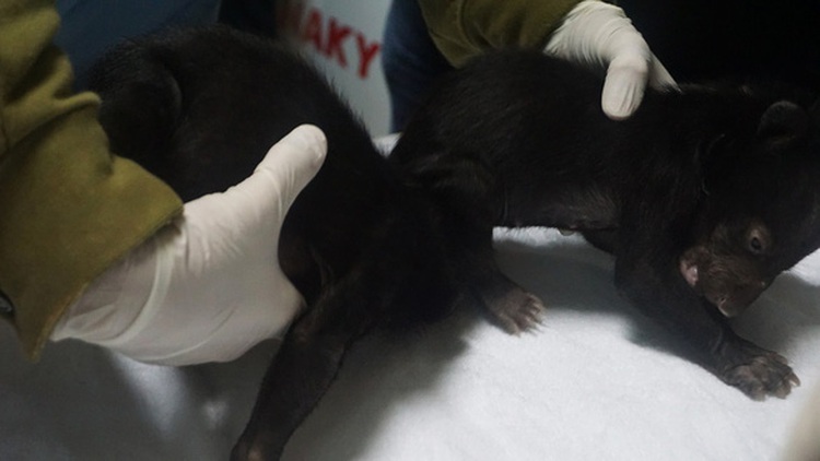 Two moon bear cubs rescued from sale in northern Vietnam