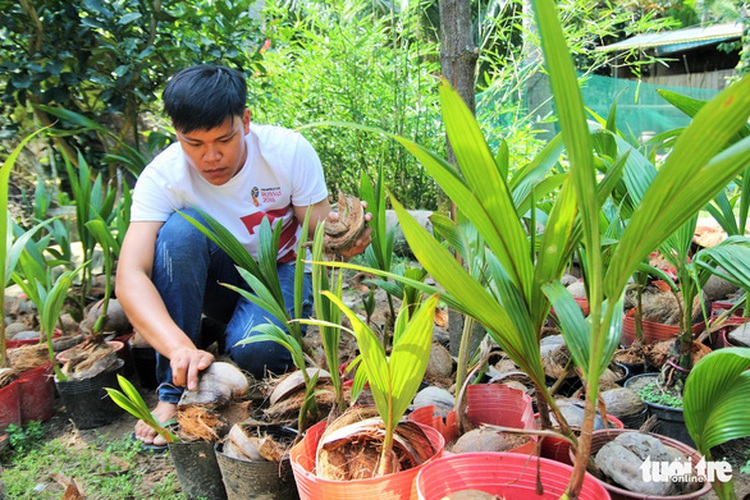 Vietnamese man turns coconut shoots into novel ornamental plants