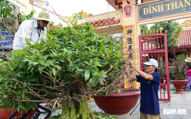Apricot blossoms yellow Ho Chi Minh City streets as Tet nears