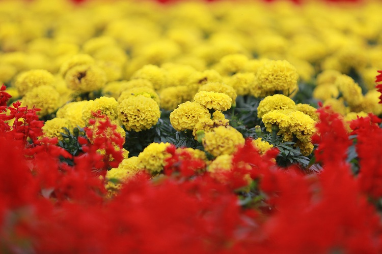 Hanoi gardener designs giant flower trophy to cheer up Vietnam football team