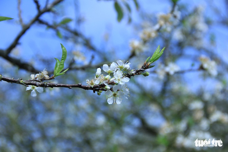 Unique plum blossoms attract visitors to northern Vietnamese plateau