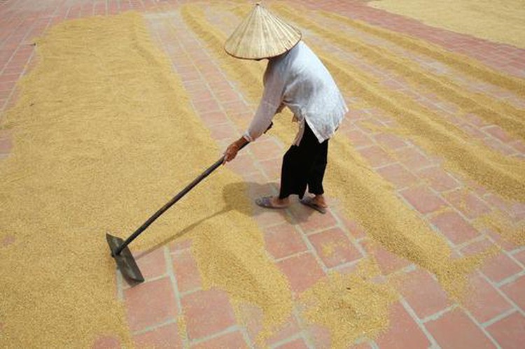 Vietnam Jan coffee exports likely to fall 19.1 pct y/y to 175,000 tonnes