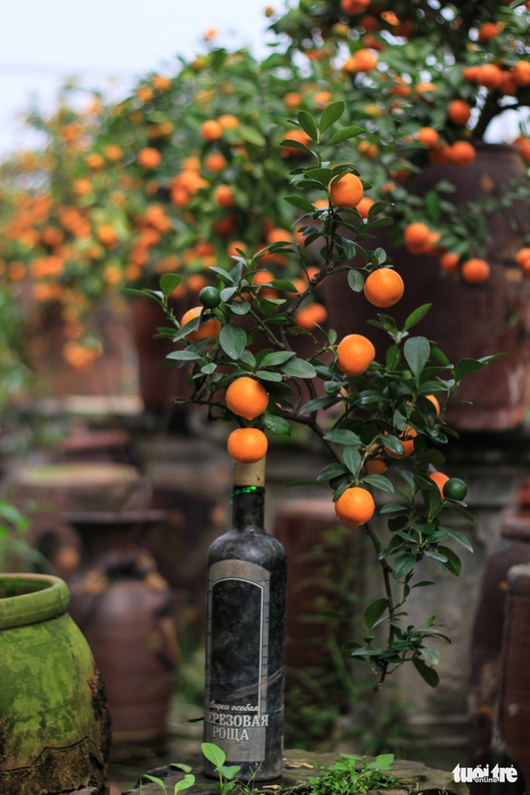 Vietnamese man grows kumquat bonsai trees in glass bottles