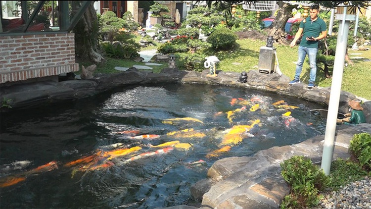 Keeping Koi fish a trendy hobby among affluent Saigonese