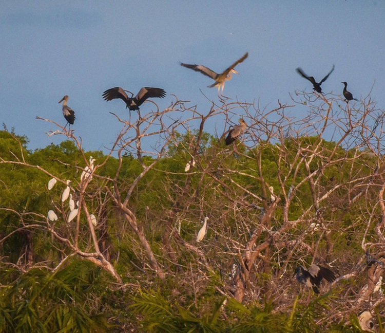Rare Asian openbill storks spotted for first time in Vietnam’s Bac Lieu