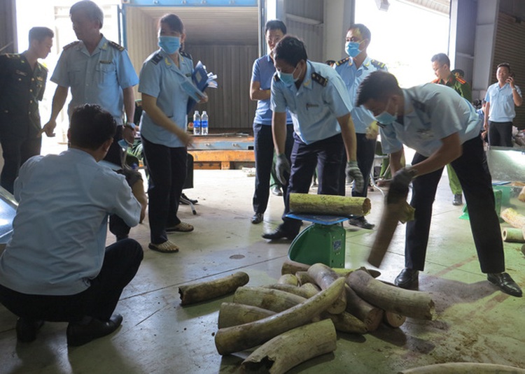 Vietnam seizes record amount of purported elephant tusks in Da Nang