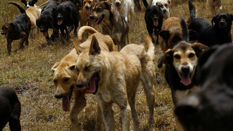 Child, 7, dies after being mauled by pack of dogs in Vietnam