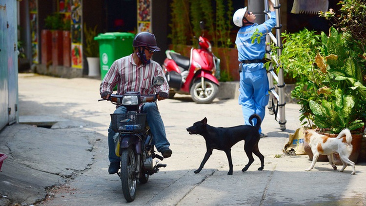 Only 39 percent of pet dogs in Vietnam vaccinated: authority