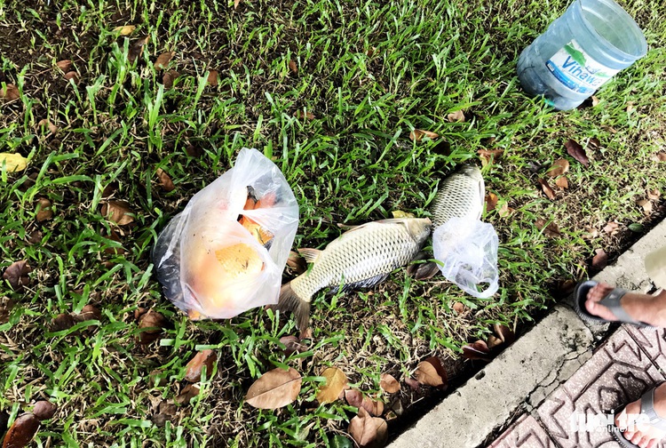 Oxygen depletion, pollutants kill fish in iconic Ho Chi Minh City canal