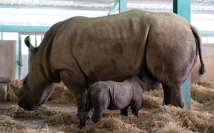 Rarity: Two white rhinos successfully delivered in Vietnam