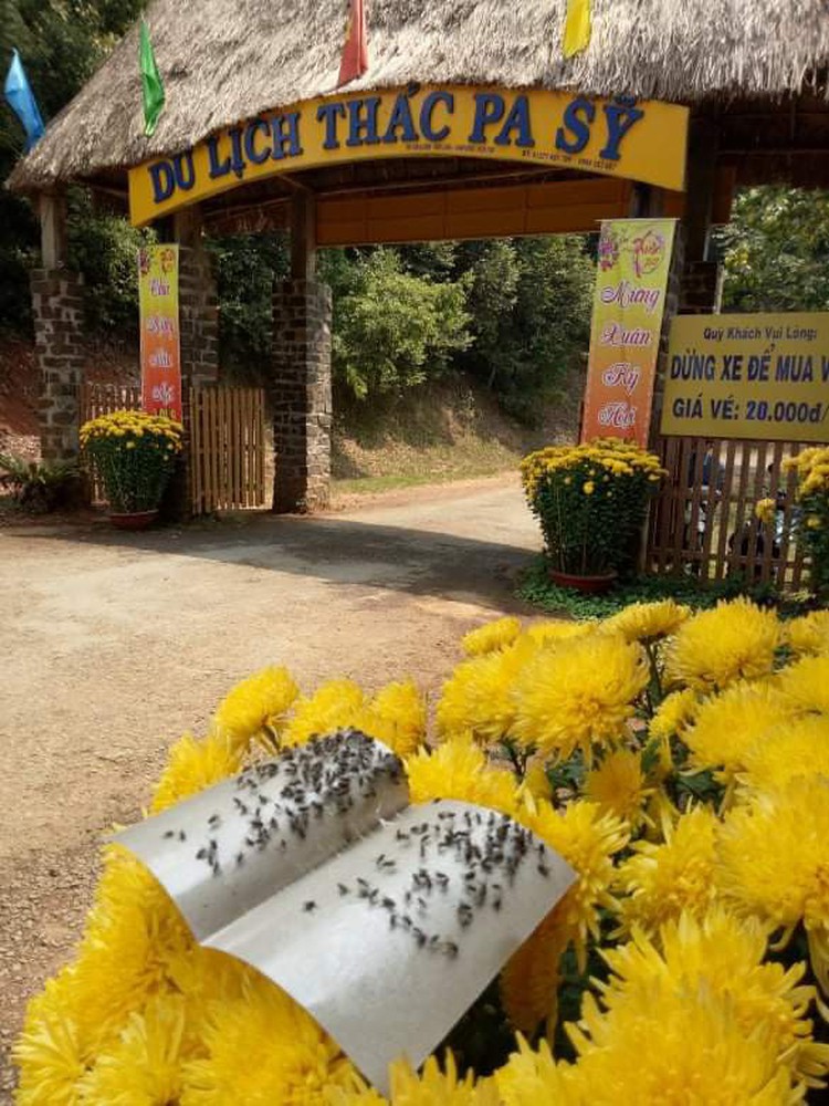‘Fly attacks’ scare tourists in Vietnam’s Central Highlands