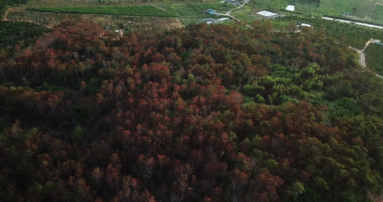 Police nab three for poisoning 3,500 pine trees in Vietnam’s Central Highlands
