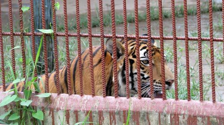 Man who lost arms in tiger attack recalls horrifying encounter in Vietnam