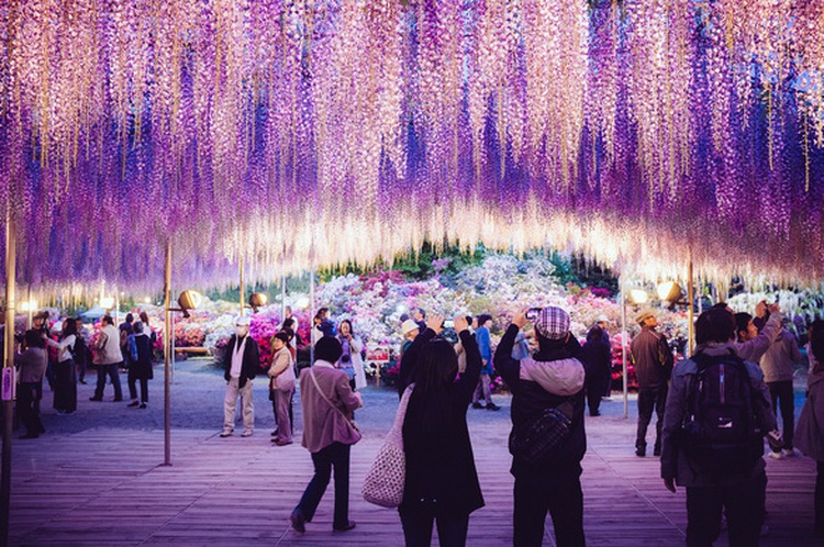 Japan suspends visa service of 8 Vietnamese travel agencies over ‘missing tourists’ cases