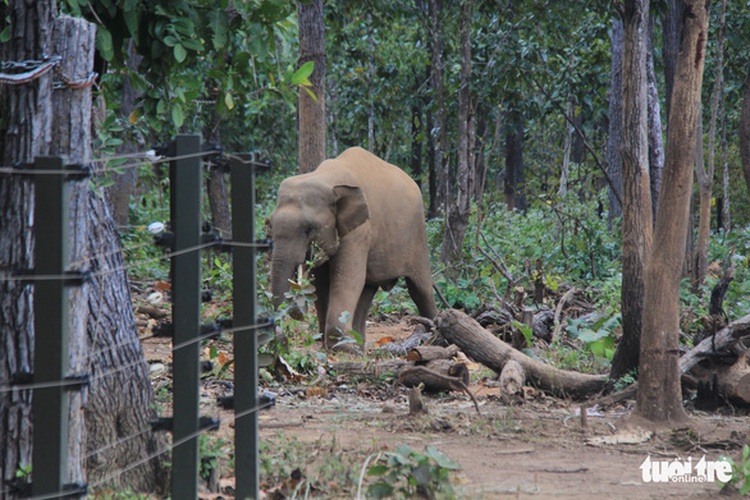 Aging elephants at Vietnam tourism site released to wild