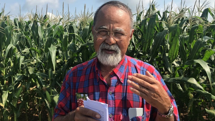 Thai red sweet corn sold in Vietnam market