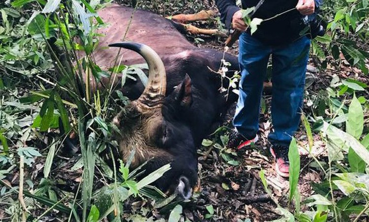 Gaur dies of natural cause at Vietnam reserve