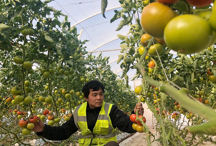 Vietnamese farmers find success in farming in Australia