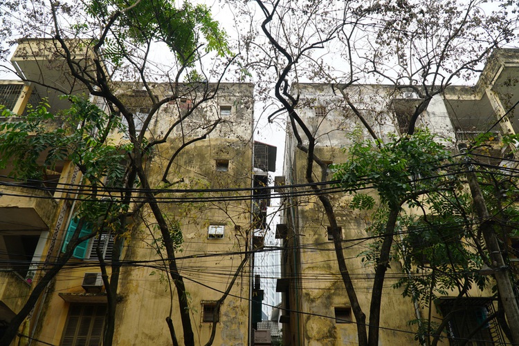 30-year-old trees allegedly poisoned in Hanoi neighborhood