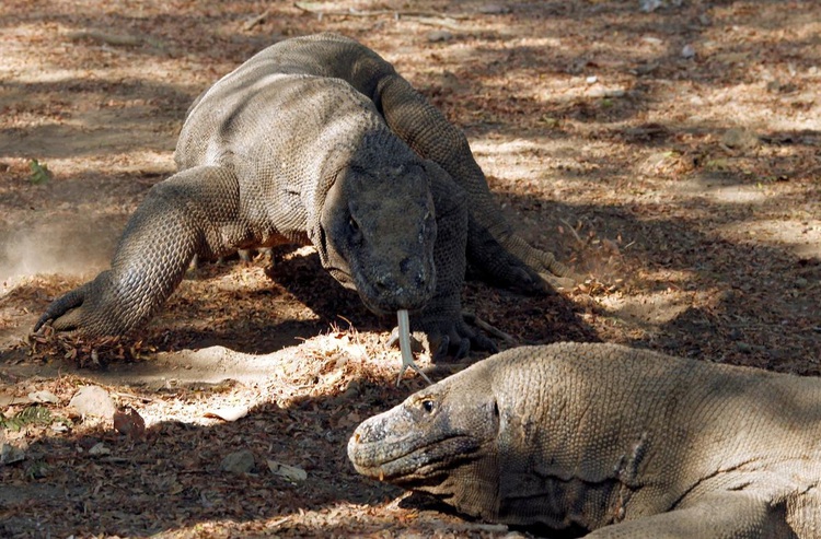 Indonesia to close giant lizard island leaving guides, villagers in the lurch