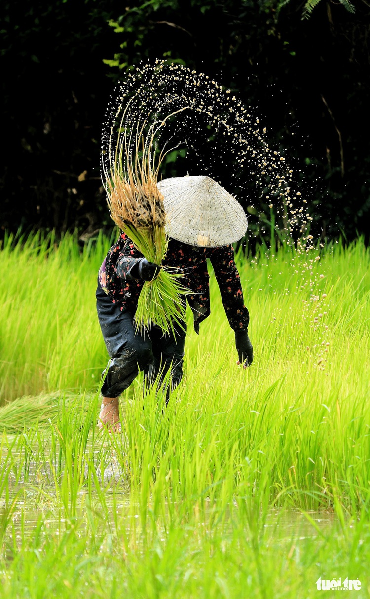 Old, new paddies make peaceful scenery of yellow and green in Vietnam’s Mekong Delta