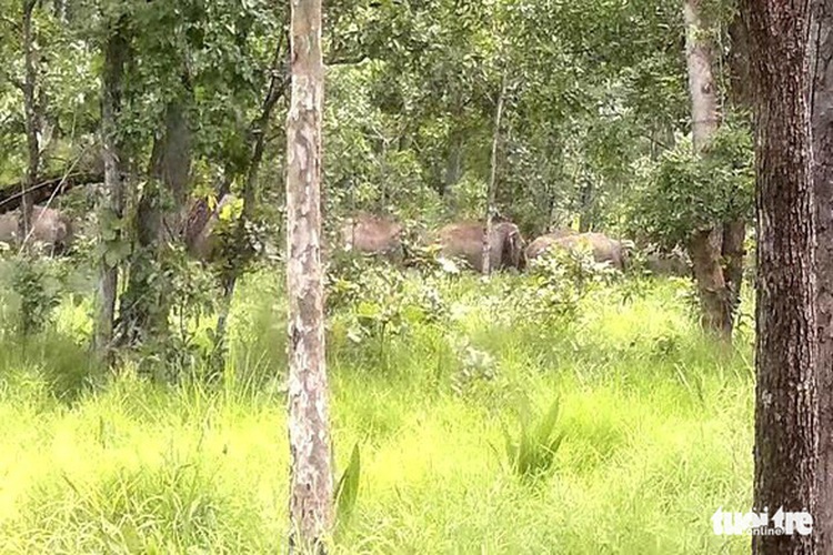 GPS tracking proposed for wild elephants in Vietnam’s Central Highlands