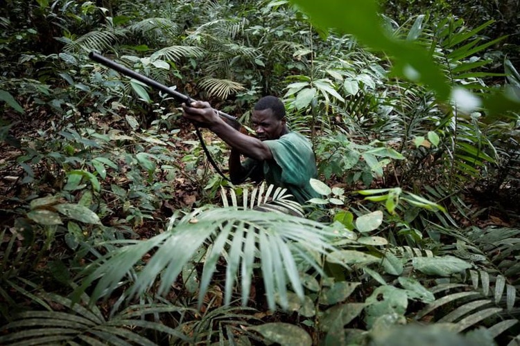 In Congo, part-time hunters boost income with bushmeat