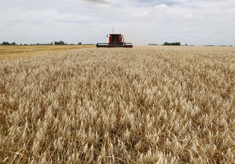 Argentina ready to fill Vietnam's wheat supply gap: export chamber