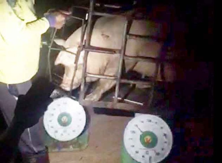 Pigs sneaked from Cambodia into southern Vietnam amid African swine fever