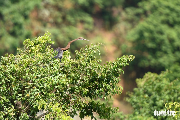 Rare snakebirds spotted in southern Vietnamese province