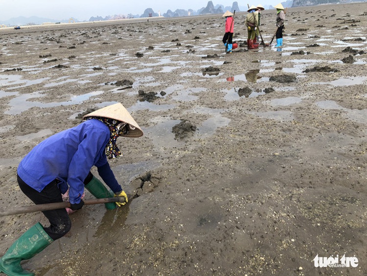 Vietnamese fisherwomen rake in big bucks with local sea worms