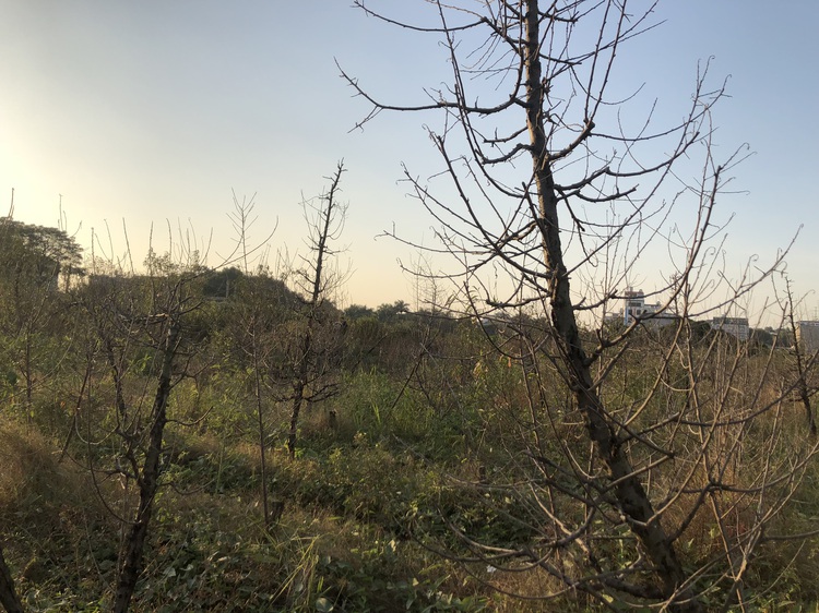 Peach blossom trees wither due to waterlogging in Hanoi