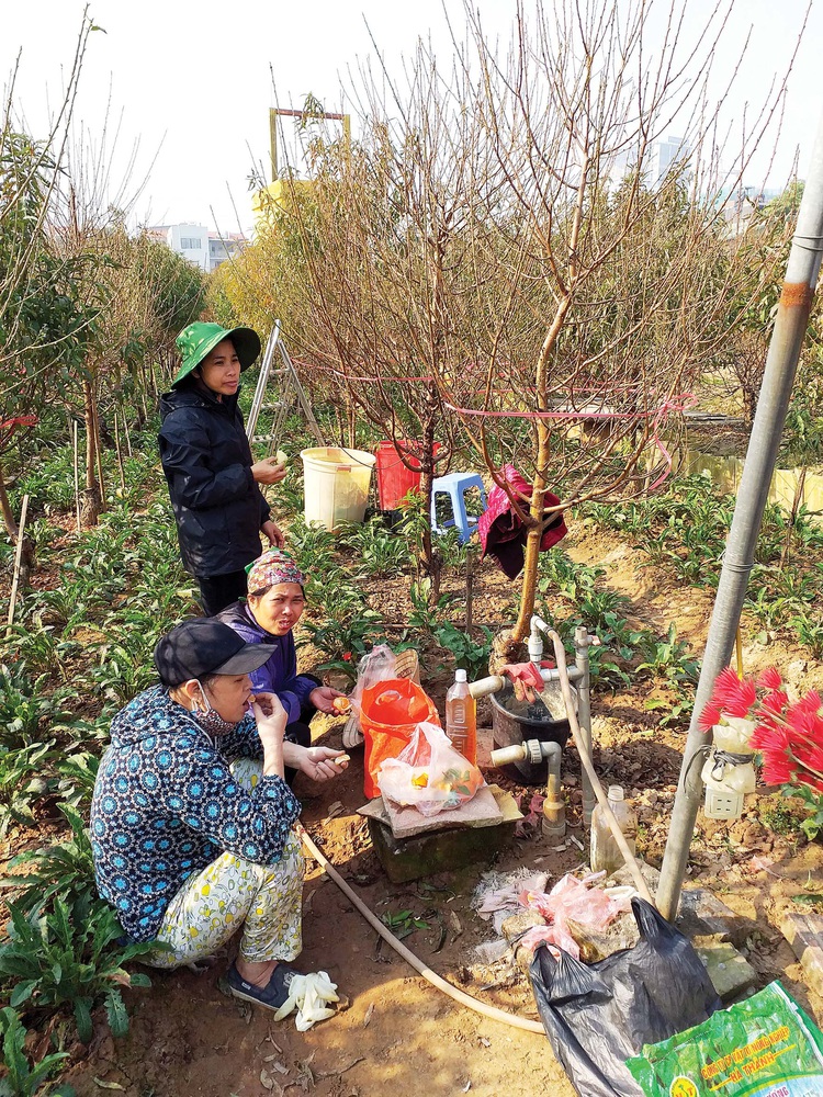 Pressure to meet holiday demand mounts as Hanoi’s flower farmers prepare for Lunar New Year frenzy