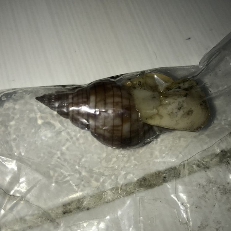 Vietnamese woman avoids death after eating poisoned snail