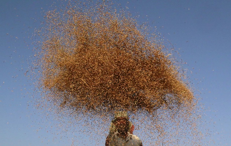 World food prices surge for third month to 5-year high in December: U.N. FAO