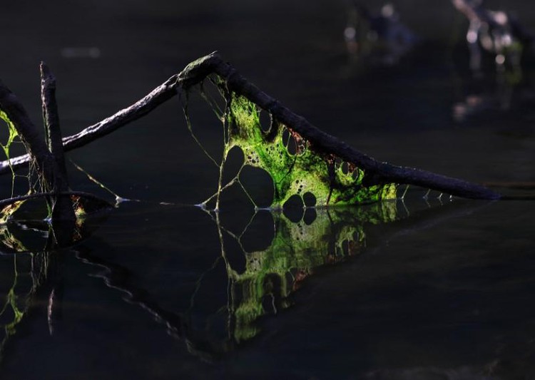 Green algae, blue water add to fears over health of Southeast Asia's Mekong