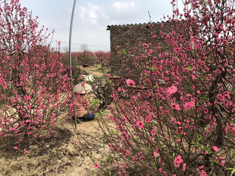 Farmers worried as peach blossoms bloom early in Hanoi’s warmth