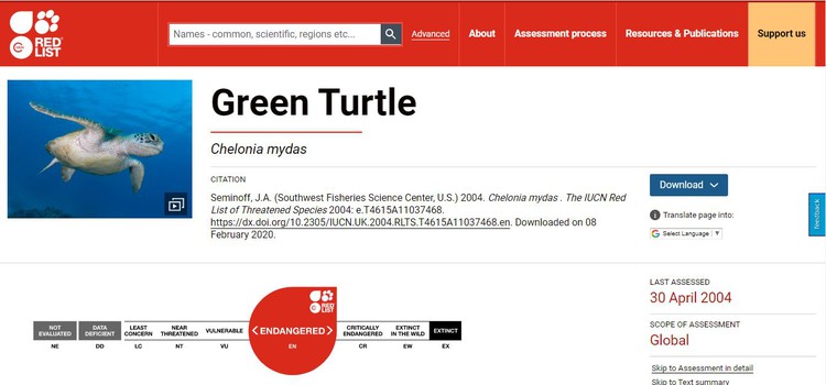 In Vietnam, endangered sea turtle allegedly slaughtered, sold in public